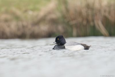 Kleine Topper - Lesser Scaup