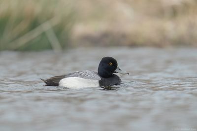 Kleine Topper - Lesser Scaup