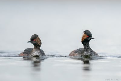 Geoorde Fuut - Black-necked Grebe