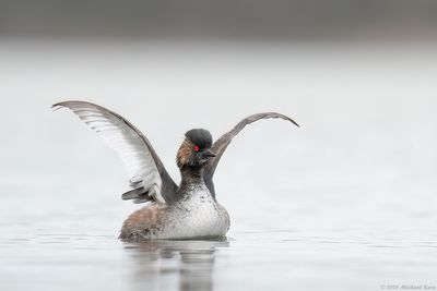 Geoorde Fuut - Black-necked Grebe