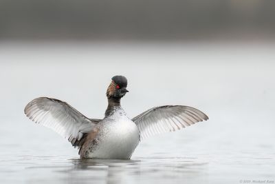 Geoorde Fuut - Black-necked Grebe