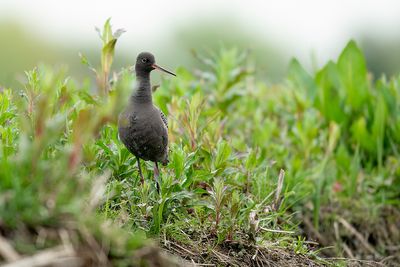 Zwarte Ruiter - Spotted Redshank