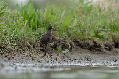 Zwarte Ruiter - Spotted Redshank