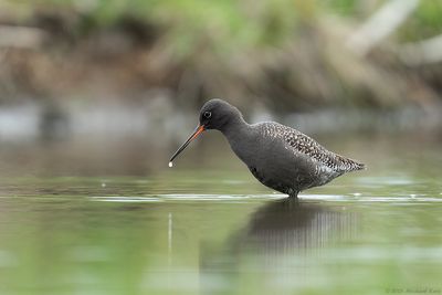Zwarte Ruiter - Spotted Redshank