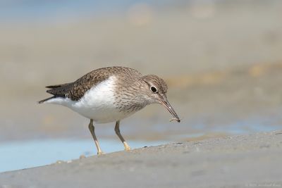 Oeverloper - Common Sandpiper