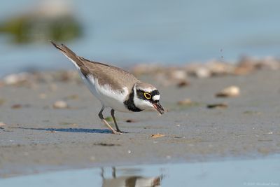 Kleine Plevier - Ringed Plover