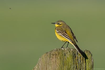 Gele Kwikstaart - Yellow Wagtail