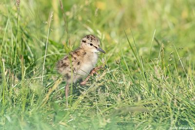 Tureluur - Common Redshank