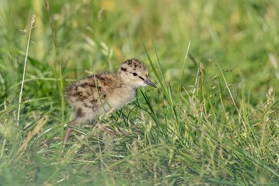Tureluur - Common Redshank