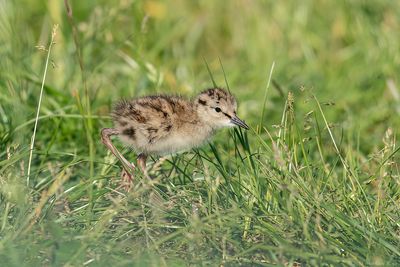 Tureluur - Common Redshank