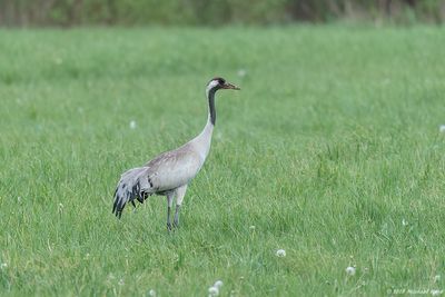Kraanvogel - Common Crane