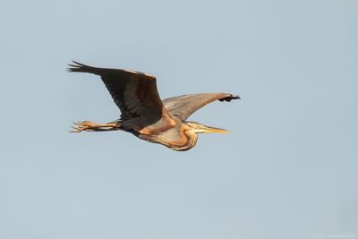 Purperreiger - Purple Heron