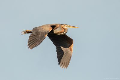 Purperreiger - Purple Heron
