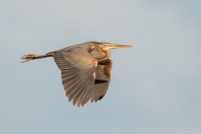 Purperreiger - Purple Heron