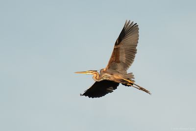 Purperreiger - Purple Heron