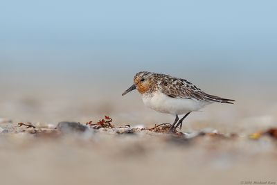 Drieteenstrandloper - Sanderling