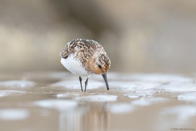 Drieteenstrandloper - Sanderling