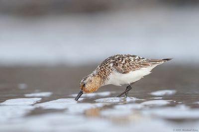 Drieteenstrandloper - Sanderling