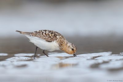 Drieteenstrandloper - Sanderling