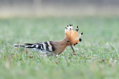 Hop - Eurasian Hoopoe