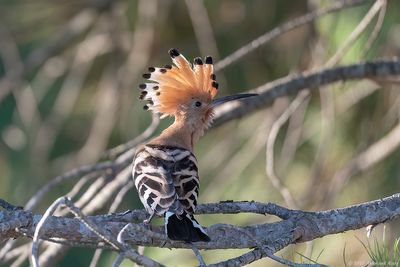 Hop - Eurasian Hoopoe
