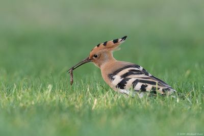 Hop - Eurasian Hoopoe
