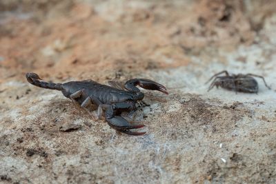 Euscorpius italicus