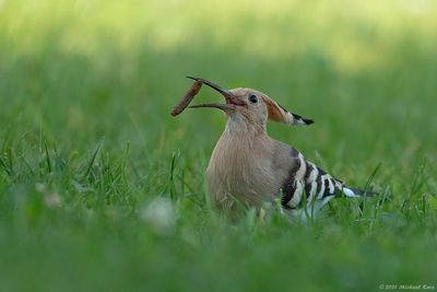 Hop - Eurasian Hoopoe