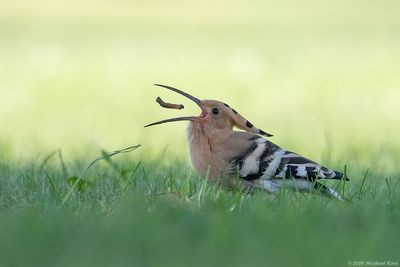 Hop - Eurasian Hoopoe