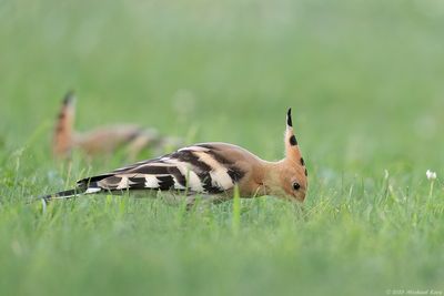 Hop - Eurasian Hoopoe