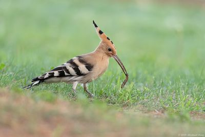 Hop - Eurasian Hoopoe