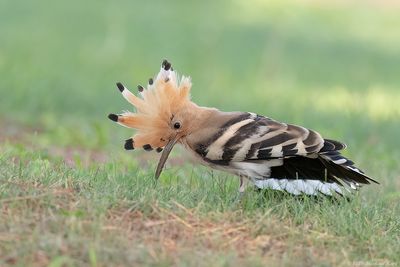 Hop - Eurasian Hoopoe