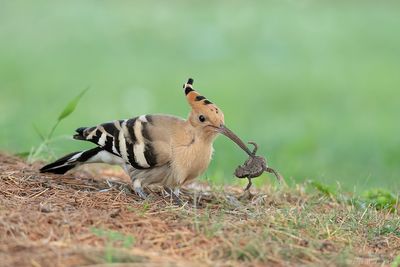Hop - Eurasian Hoopoe