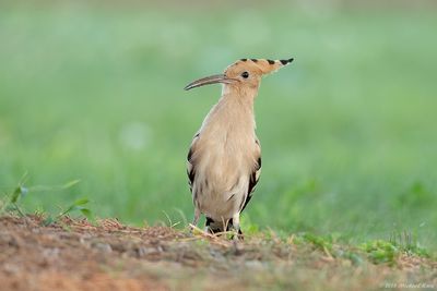 Hop - Eurasian Hoopoe