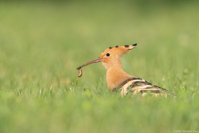 Hop - Eurasian Hoopoe