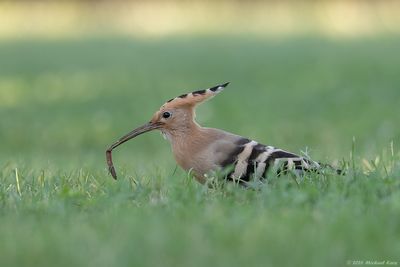 Hop - Eurasian Hoopoe