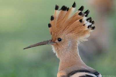 Hop - Eurasian Hoopoe
