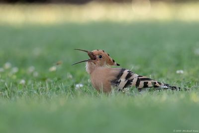Hop - Eurasian Hoopoe