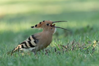 Hop - Eurasian Hoopoe