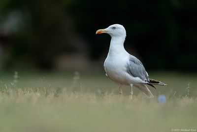 Geelpootmeeuw - Yellow-legged Gull