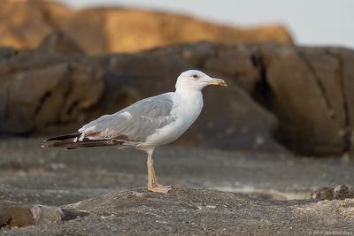 Geelpootmeeuw - Yellow-legged Gull