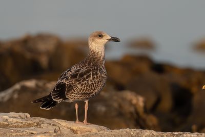 Geelpootmeeuw - Yellow-legged Gull