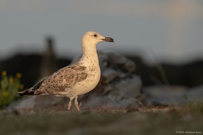 Geelpootmeeuw - Yellow-legged Gull