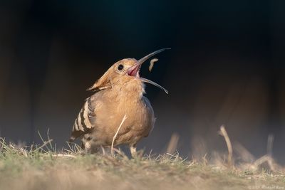 Hop - Eurasian Hoopoe