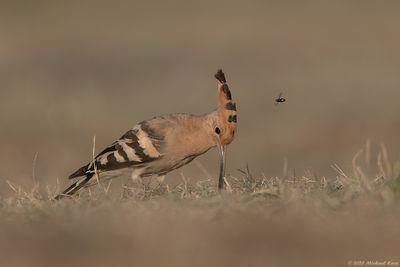 Hop - Eurasian Hoopoe