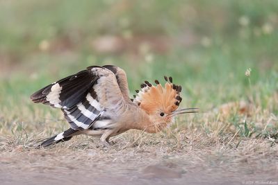 Hop - Eurasian Hoopoe