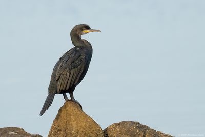 kuifaalscholver - European Shag