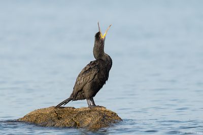 kuifaalscholver - European Shag