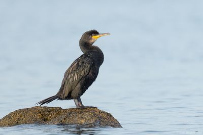 kuifaalscholver - European Shag