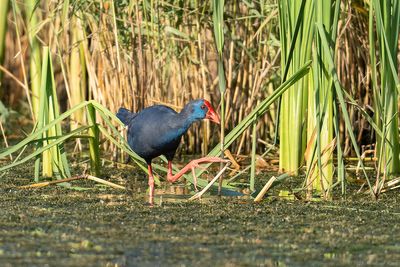 Purperkoet - Western Swamphen